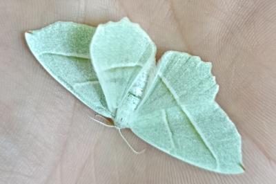 <i>Campaea margaritaria</i>