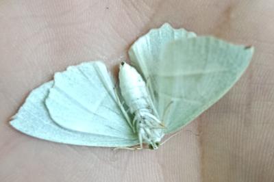 <i>Campaea margaritaria</i>