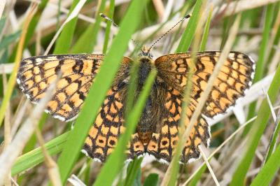 <i>Melitaea cinxia</i>