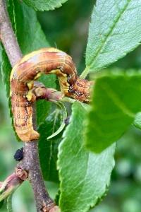 <i>Erannis defoliaria</i>