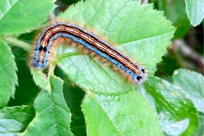 <i>Malacosoma neustria</i>