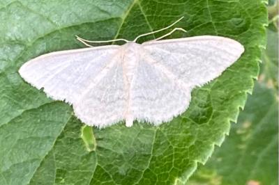<i>Idaea subsericeata</i>