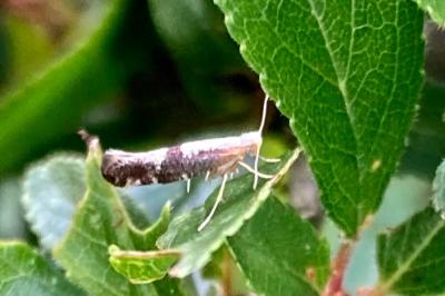 <i>Argyresthia spinosella</i>