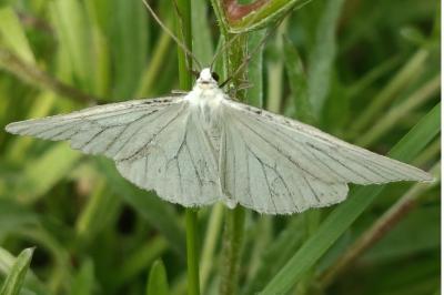 <i>Siona lineata</i>