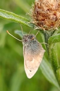 <i>Coenonympha pamphilus</i>
