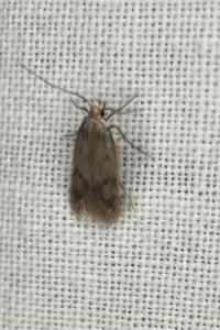 <i>Borkhausenia nefrax</i>