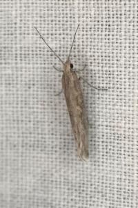 <i>Plutella xylostella</i>