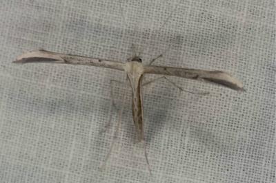 <i>Emmelina monodactyla</i>