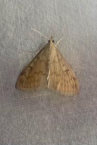 <i>Ostrinia nubilalis</i>