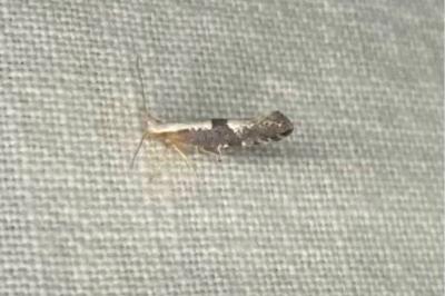 <i>Argyresthia pruniella</i>