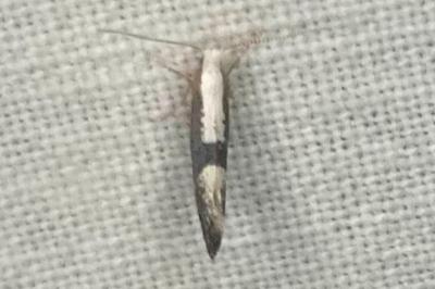 <i>Argyresthia pruniella</i>