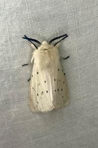 <i>Spilosoma lubricipeda</i>