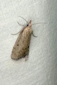 <i>Aphomia sociella</i>