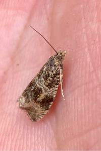 <i>Celypha lacunana</i>