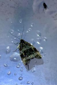 <i>Celypha lacunana</i>