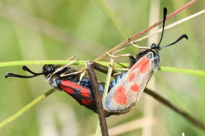 <i>Zygaena loti</i>