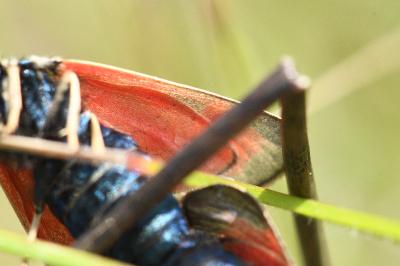 <i>Zygaena loti</i>