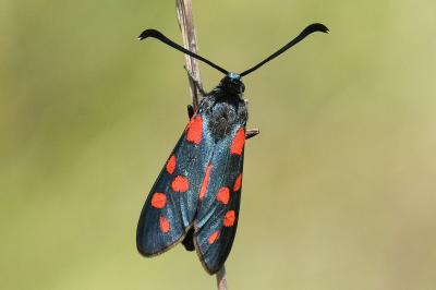 <i>Zygaena transalpina</i>
