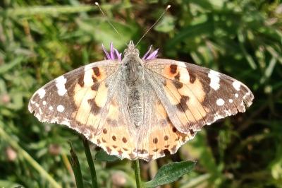 <i>Vanessa cardui</i>
