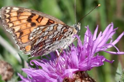 <i>Melitaea phoebe</i>