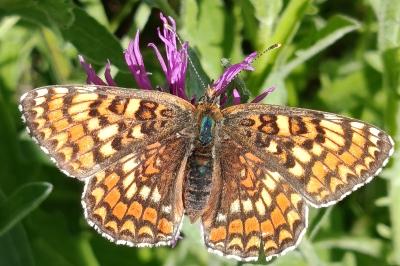 <i>Melitaea phoebe</i>