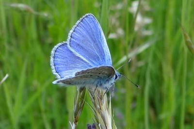 <i>Polyommatus icarus</i>