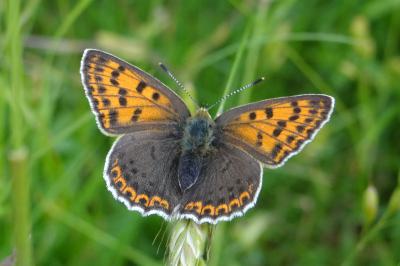 <i>Lycaena tityrus</i>
