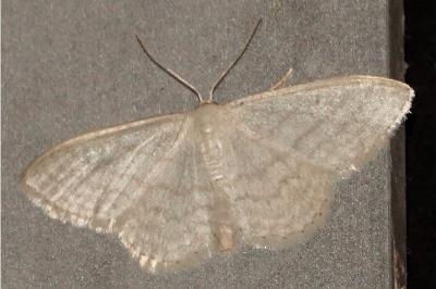 <i>Idaea subsericeata</i>