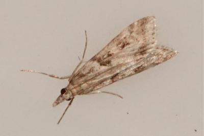 <i>Eudonia angustea</i>