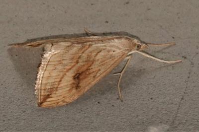 <i>Evergestis forficalis</i>