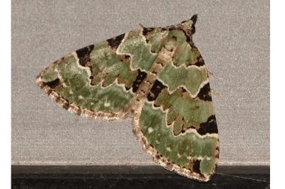 <i>Colostygia pectinataria</i>