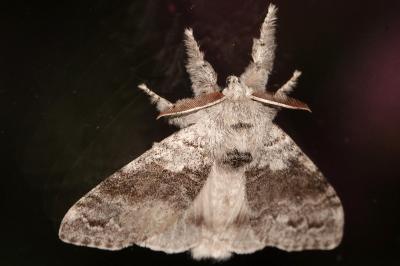 <i>Calliteara pudibunda</i>