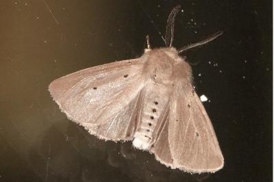 <i>Diaphora mendica</i>