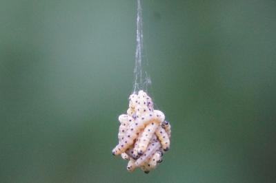 <i>Yponomeuta</i>