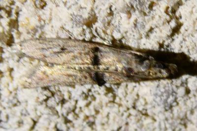 <i>Nephopterix angustella</i>