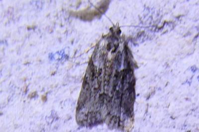 <i>Cnephasia</i>
