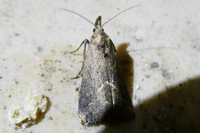 <i>Schrankia costaestrigalis</i>