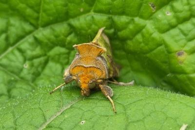 <i>Diachrysia chrysitis</i>