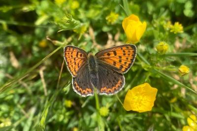 <i>Lycaena tityrus</i>