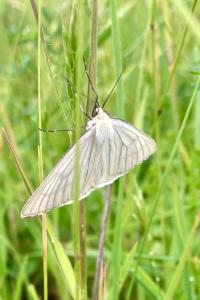 <i>Siona lineata</i>