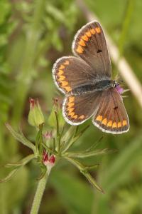 <i>Aricia agestis</i>