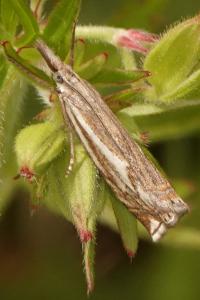 <i>Crambus lathoniellus</i>