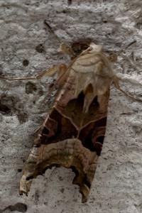 <i>Phlogophora meticulosa</i>