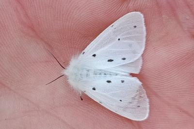 <i>Diaphora mendica</i>