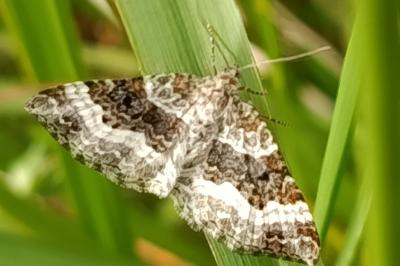 <i>Epirrhoe alternata</i>