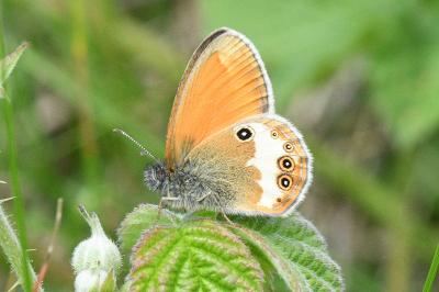 <i>Coenonympha arcania</i>