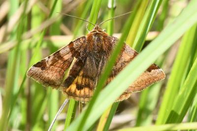 <i>Euclidia glyphica</i>