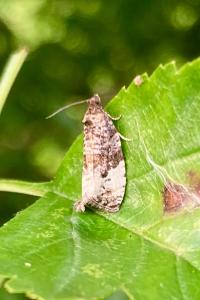 <i>Hedya nubiferana</i>