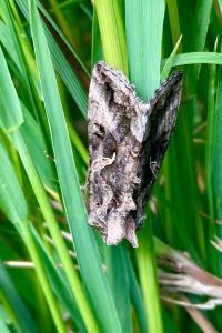 <i>Autographa gamma</i>