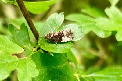 <i>Hedya nubiferana</i>